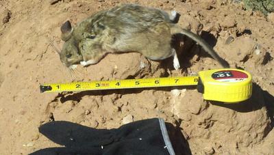 Desert Rat so common in our area