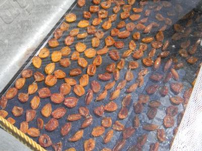 Plums drying