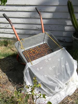 Wheelbarrow Dehydrator